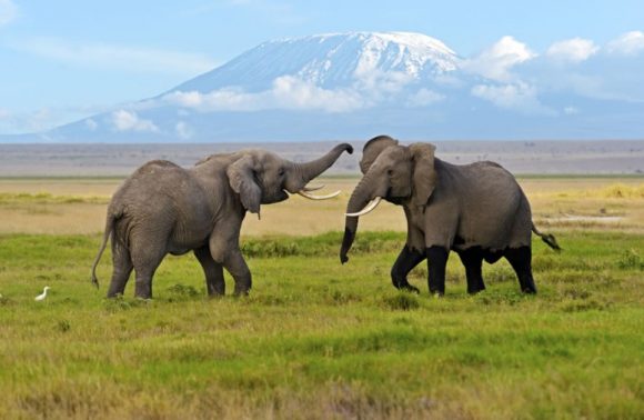 6 Days Amboseli, Lake Nakuru & Masai Mara Private Safari