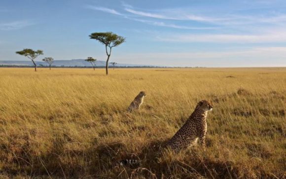 7 Days Amboseli, Lake Nakuru, Naivasha & Masai Mara Luxury Safari