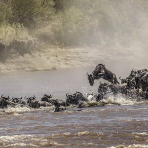 4 Days Masai Mara Migration & Lake Nakuru Safari – Midrange Tour