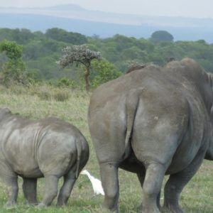 5 Days Sweetwaters, Naivasha & Masai Mara Safari
