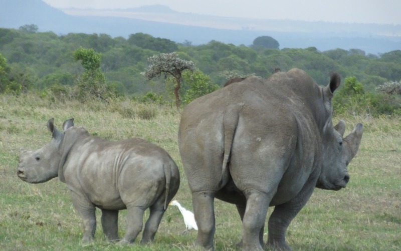 5 Days Sweetwaters, Naivasha & Masai Mara Safari