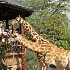Giraffe Center, Elephant Orphanage & Bomas of Kenya Day Tour