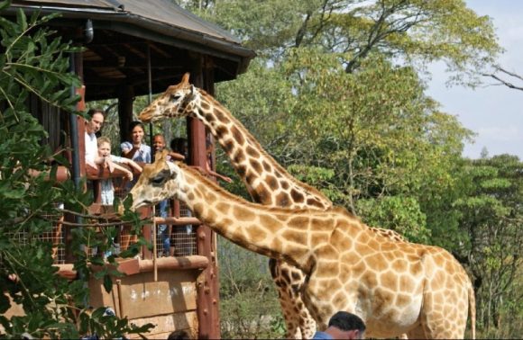 Giraffe Center, Elephant Orphanage & Bomas of Kenya Day Tour