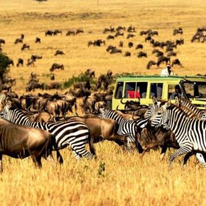 9 Days Amboseli, Nakuru, Masai Mara, Serengeti & Ngorongoro