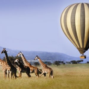 8 Days Nakuru, Masai Mara, Serengeti, Ngorongoro & Amboseli Safari