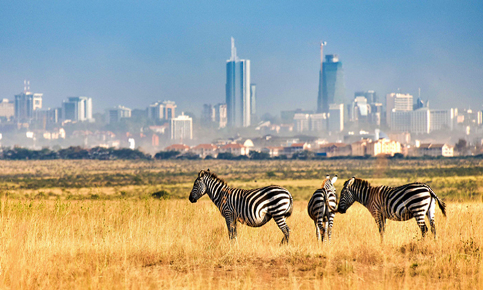 Nairobi National Park Half-Day Tour