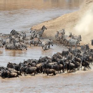 7 Days Amboseli, Lake Nakuru & Masai Mara Migration Safari