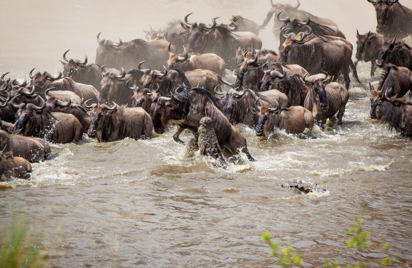 4 Days Lake Nakuru & Masai Mara Wildebeest Migration Safari | 2024