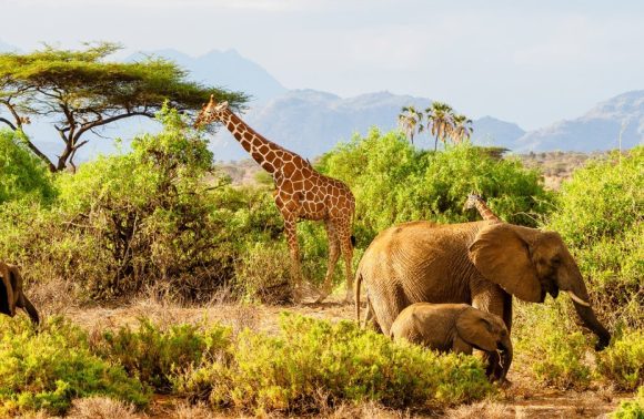 7 Day Samburu National Reserve, Lake Nakuru & Masai Mara Migration 2025