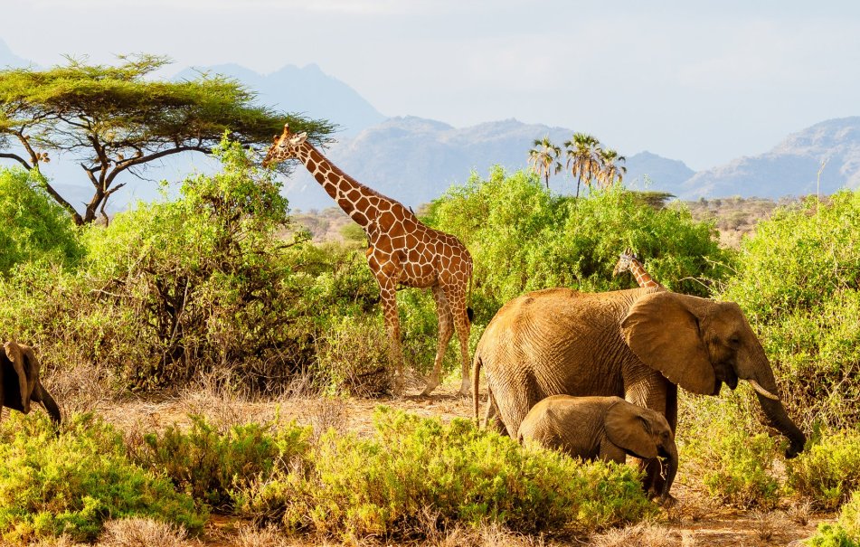 7 Day Samburu National Reserve, Lake Nakuru & Masai Mara Migration 2025 7 Day Samburu National Reserve, Lake Nakuru & Masai Mara Migration 2025