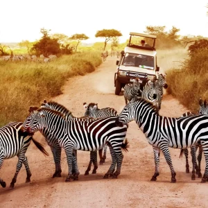 10 Days, 9 Nights Best of Kenya & Tanzania Lodge Safaris
